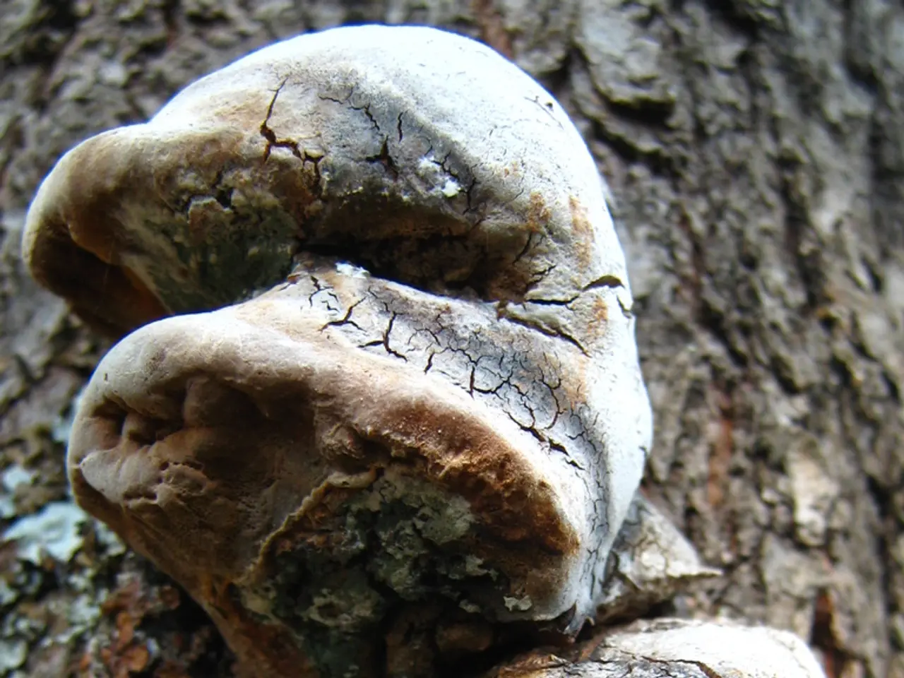 Enhanced Immunity Against Cancer Through the Use of Cordyceps Militaris