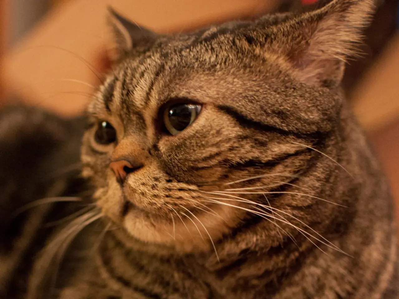 Frequent Feline Vocalizations: Understanding Excessive Meowing in Cats