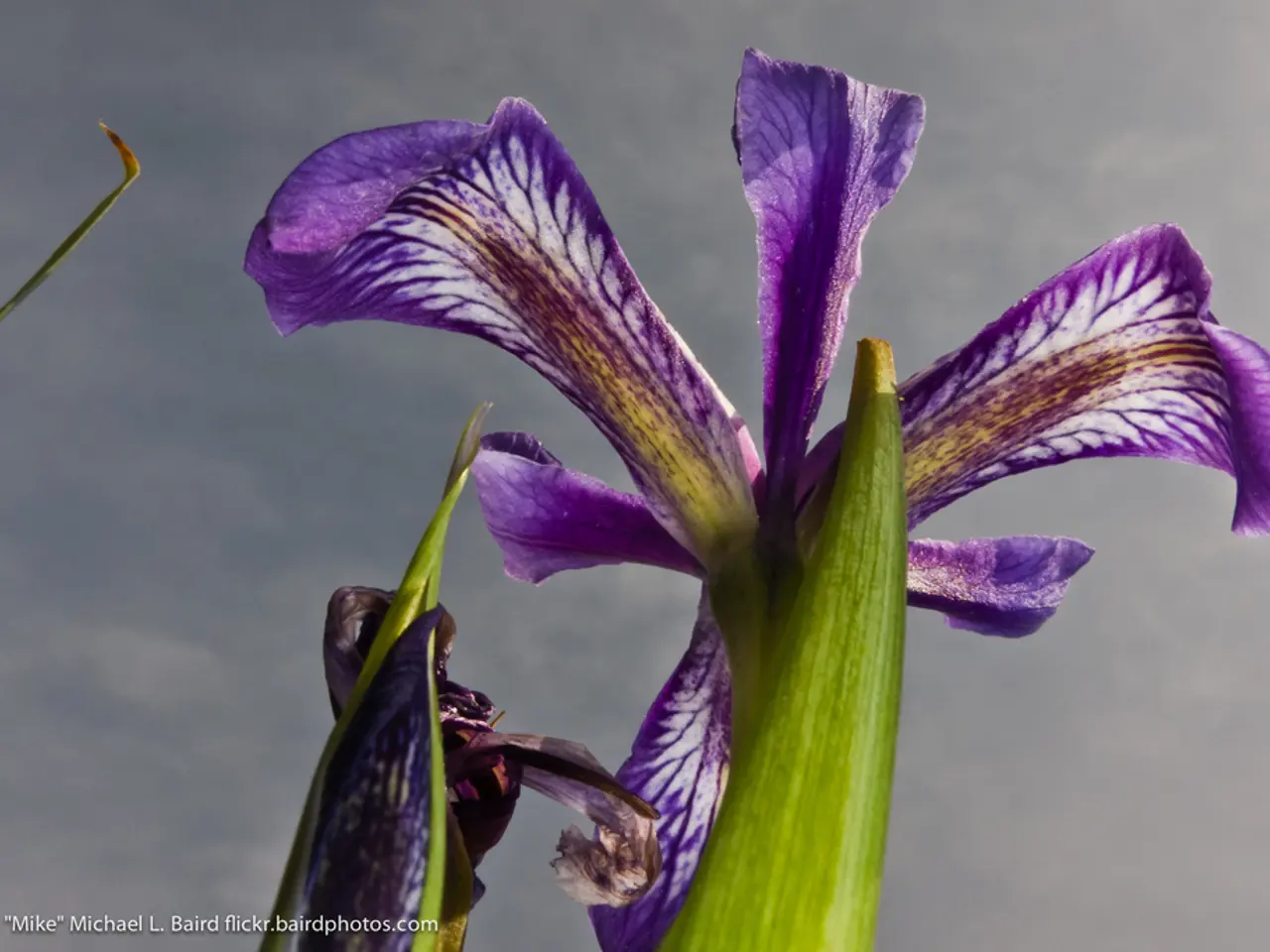 Depression and Apathy: Origin, Signs, and Additional Information