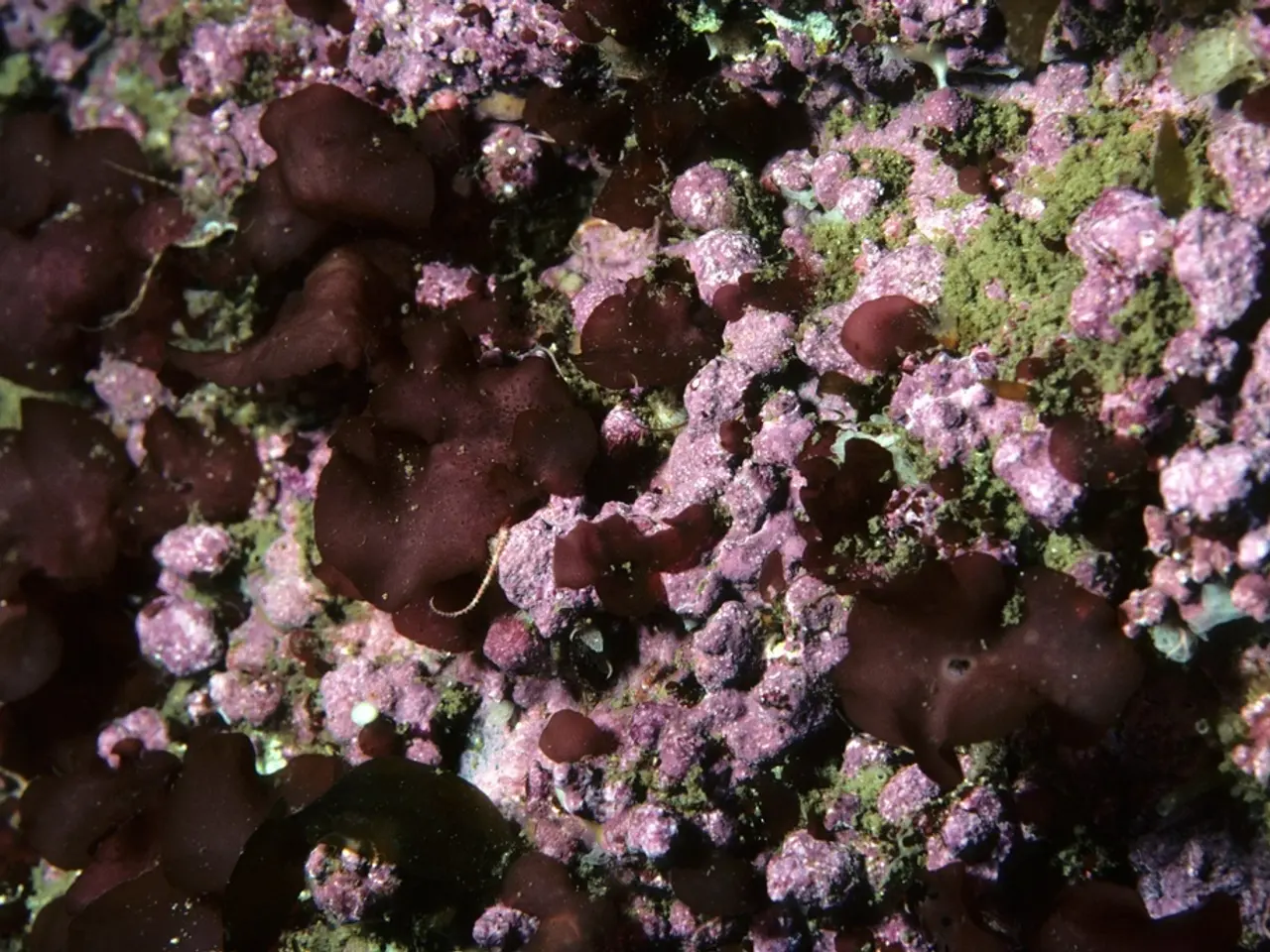 Discovery: Brazilian Corals Excelling in Carbon Capture, According to Recent Study