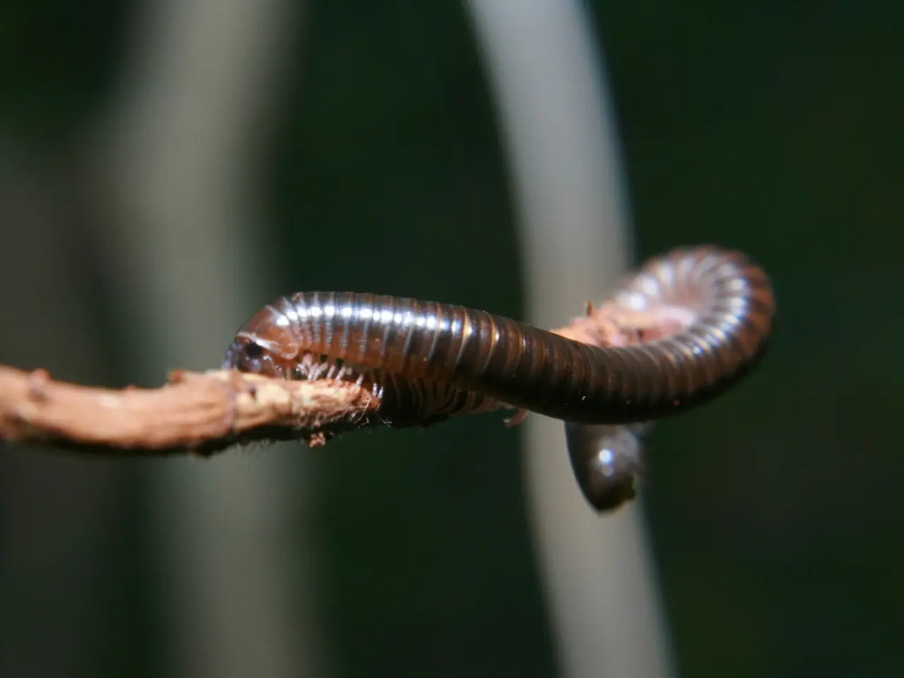 Medical professionals discover rare parasite within the body of a former North Korean resident who...