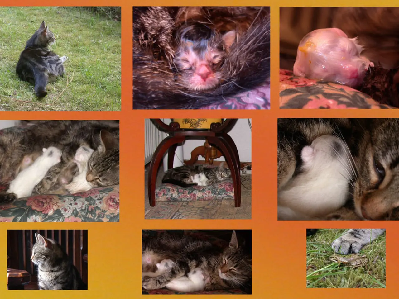 Structural Hierarchies in Living Creatures