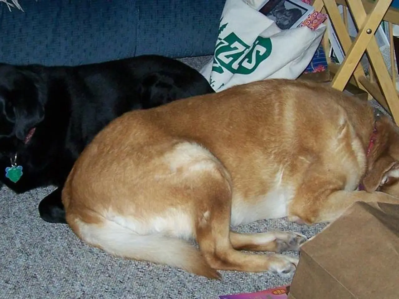 Neglecting Flea Medication During Southwestern U.S. Camping Trips With Your Dog Can Lead to Uneasy...