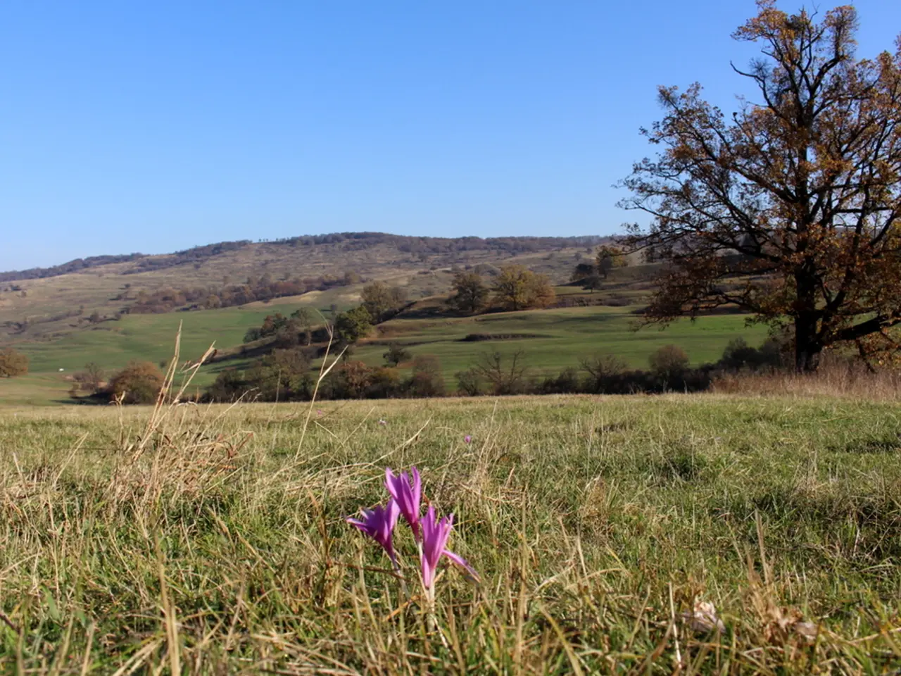 In this picture there are flowers at the bottom side of the image and there is greenery in the...