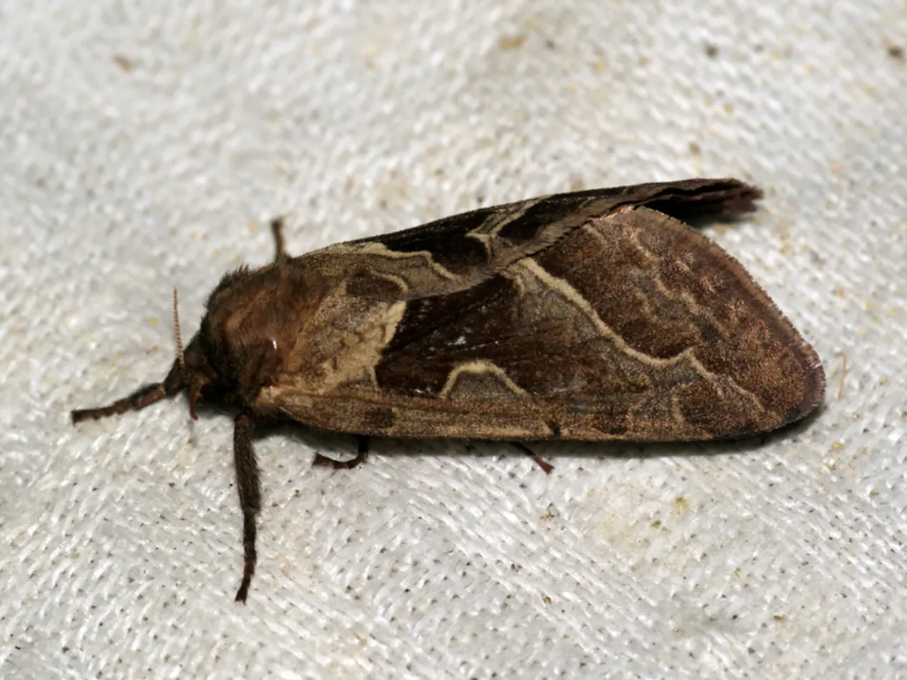 In this image I can see an insect which is in brown and cream color and the insect is on the cream...