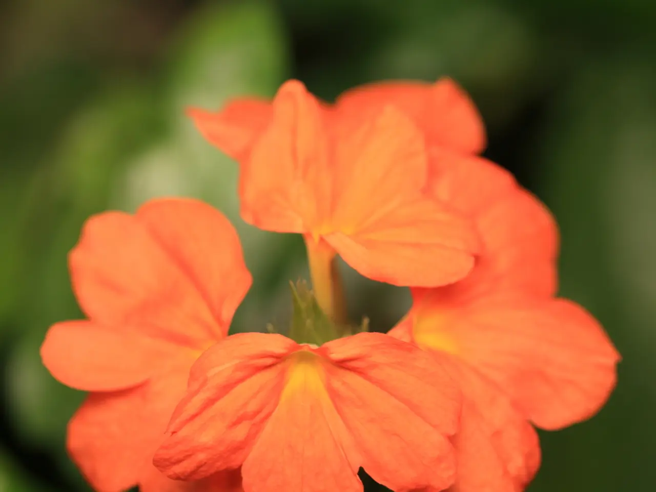 This is a macro photography of orange color flowers.