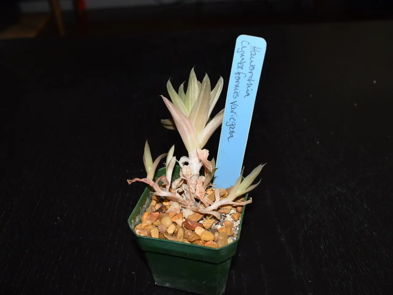 In this picture, we can see a plant in a pot with some objects, and we can see a board with some...