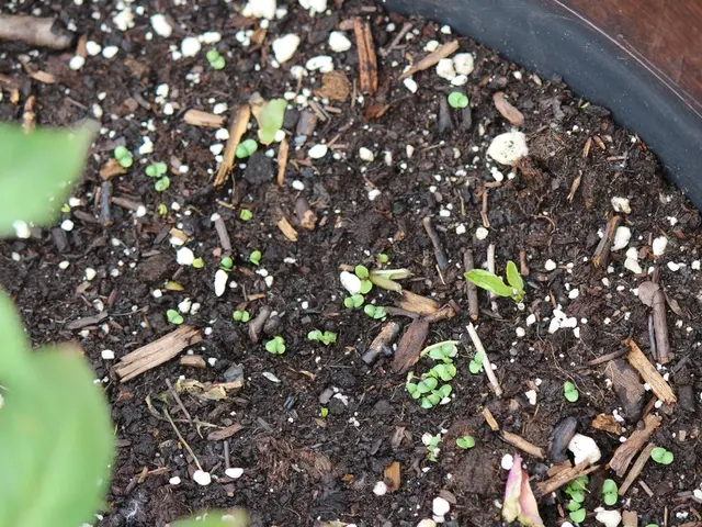 Nutrient Absorption in Plants: Exploring Plant-Soil Relationships