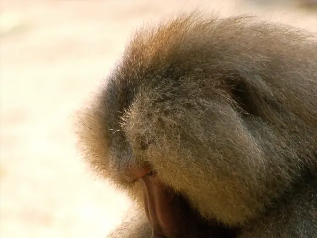 After their evening activity, orangutans return to their slumber.