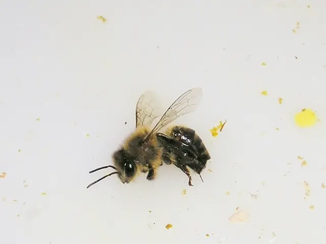 Elderly citizens encroach on swamp land