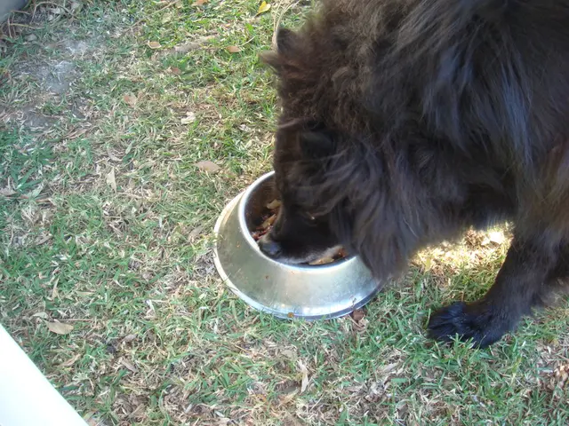 Warning Issued Over Popular Dog ownership Method Named as a Potential Risk by Veterinarian