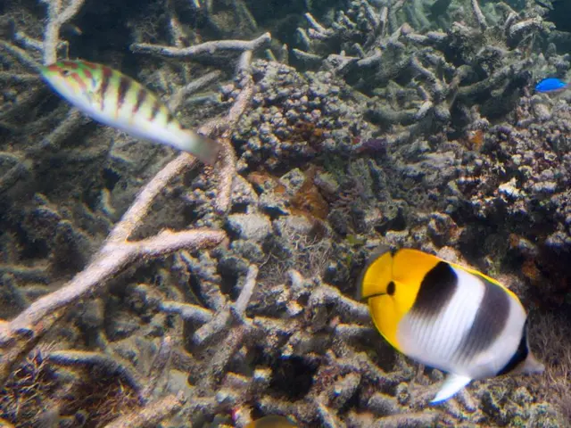 Strategies for Eliminating and Avoiding Cyanobacteria in Your Aquarium - Crisis! My Tank Disaster -...