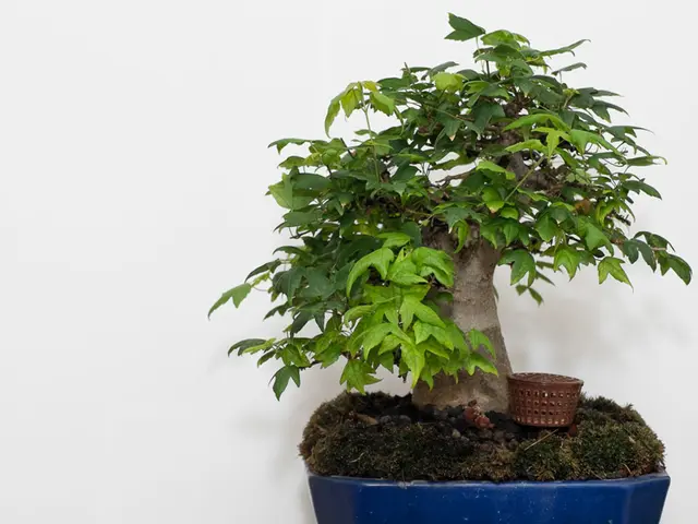 Root Decay in Bonsai Trees: Recognizing and Addressing Efficiently