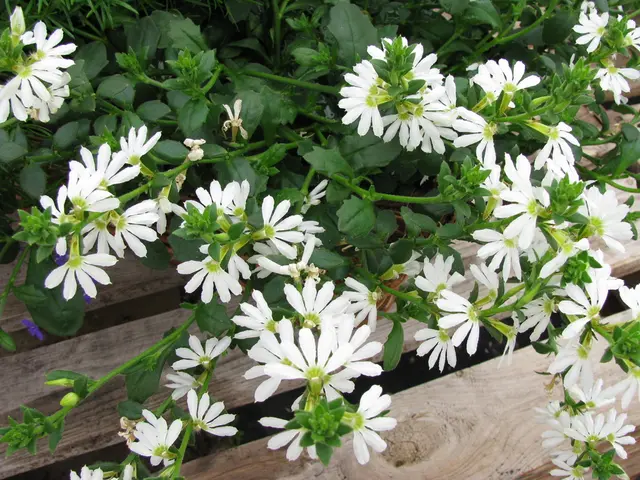 Unidentified White Compound in Plant Soil Unraveled