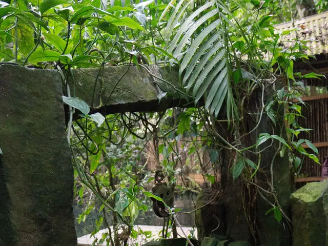 Shungite: Its Nature and Purported Advantages