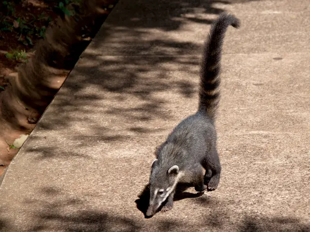 Quinoa Allergy Symptoms and Substitute Grains