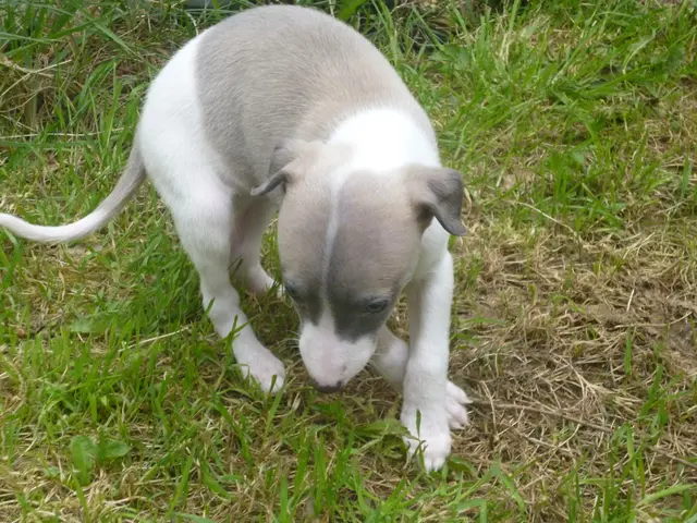 Top 10 Effective Workouts to Aid in Canine Weight Reduction