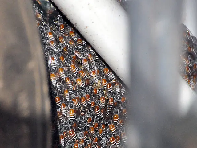 Stings from bees and wasps: Symptoms, visual representation, and remedies