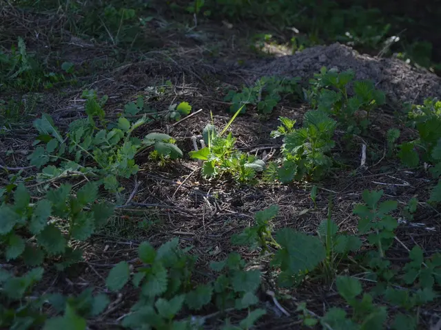 Aging adults could potentially benefit from cognitive protection offered by green tea consumption.