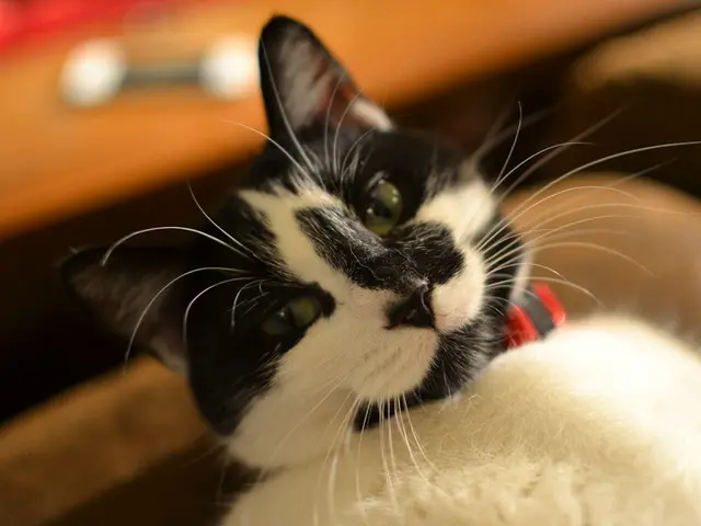 Cat-Transmitted Uncommon Infection Affects Kidney Transplant Recipient