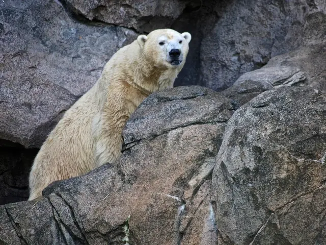 Method for Polar Bear Monitoring: Insert a Burr into Their Fur
