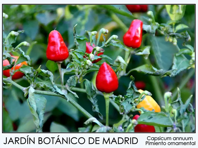 Arugula: Nutritional Advantages, Information, and Studies Explored