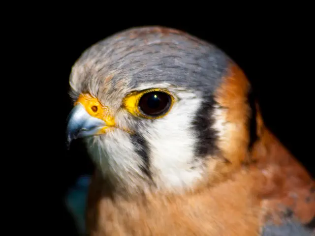 Latest top-tier scopes for avian spotting and wild life surveying in 2025