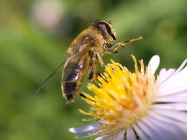 Manuka honey's active ingredient: An explanation of MGO in Manuka honey