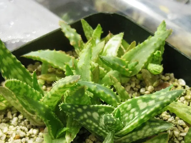 Aloe Vera Utilization: Applications and Advantages