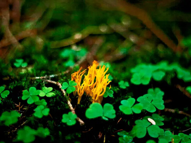 Nitrogen-Fixing Bacteria Aid Plant Growth through their Action