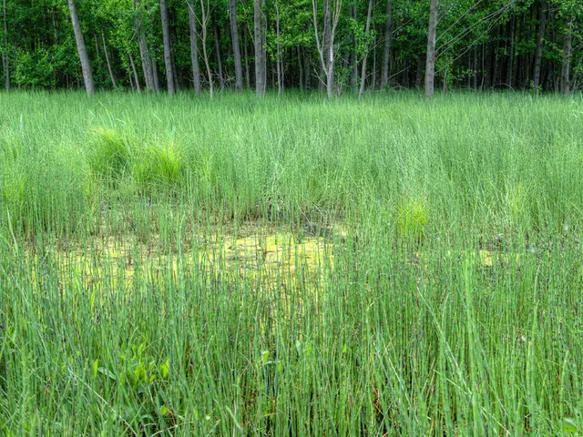 Booming ginseng market expected