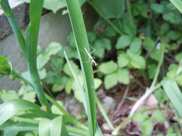Research unveils communication abilities in flora and fauna
