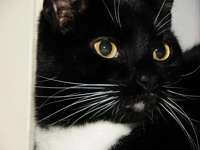 Symbol of the Assault