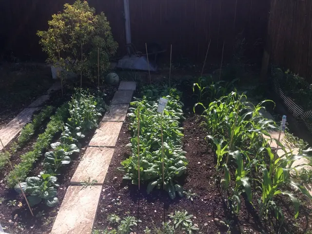 Comprehensive Guide to Fertilizers: Unveiling Essential Information on Nourishing Your Plants