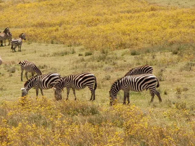 Witness the Progression of a Single Cell Transforming into a Entire Organism