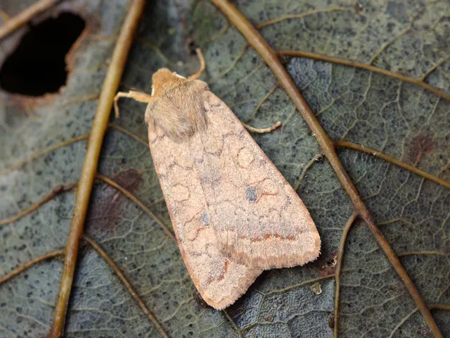 Forest enthusiast and trail runner Manfred Wenzl recounts his ordeal with a tick bite: How love for...