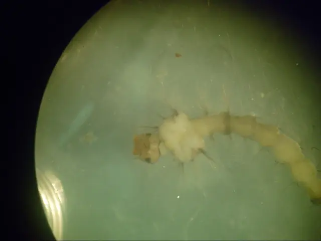 Red flags of sociopathic behavior