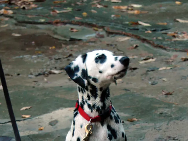 Insufficient quantity of sight assistance dogs for the visually impaired in Latvia