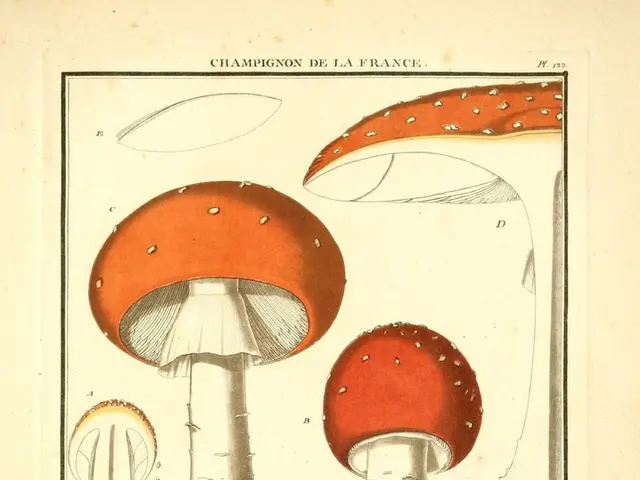 Enhancing Creativity and Divergent Thinking: Top Choices for Nootropic Users