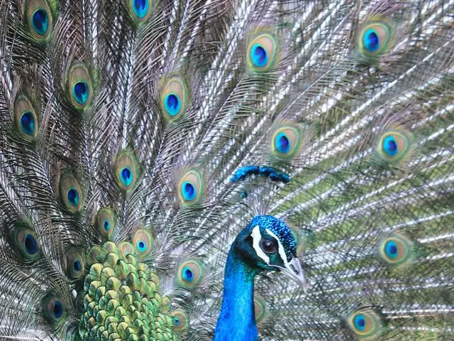 Researchers uncover extraordinary ability of peacocks: emitting yellow-green laser beams from tail...
