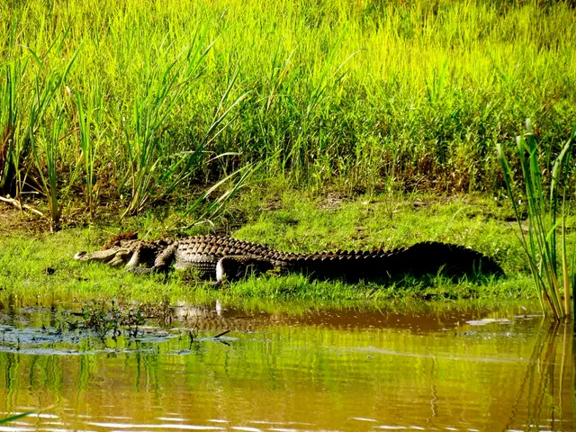 Sugar Cane Incorporation into Coca-Cola USA may contribute to the degradation of the Florida...