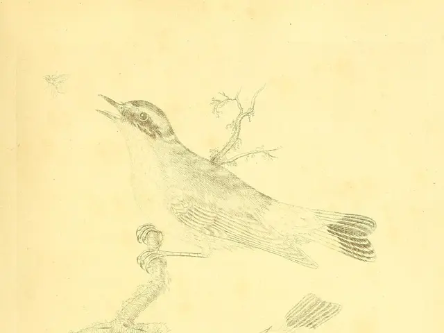 Farmers face hefty penalties for providing nourishment to pigeons