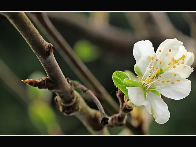 Amazing Recovery: Woman Conquers Deadly Brain Cancer through Innovative Stem Cell Treatment