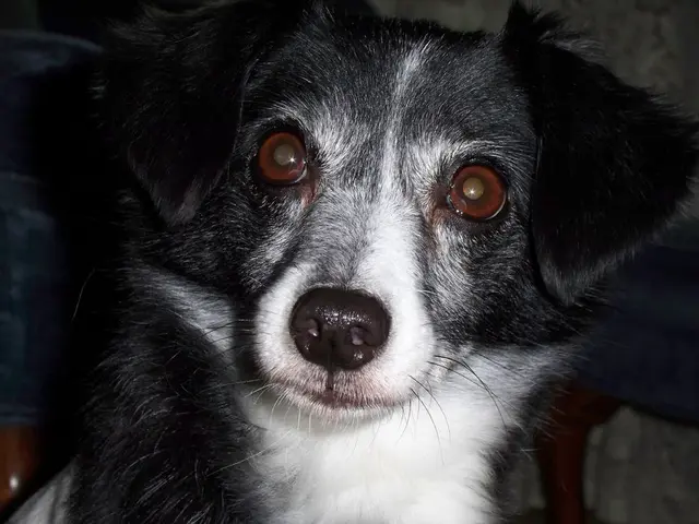 Tularemia Affecting Canines