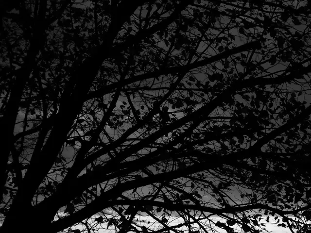 Elucidatingthe Mysteries Hidden within the Pineal Gland: An Insight into Pinealocytes