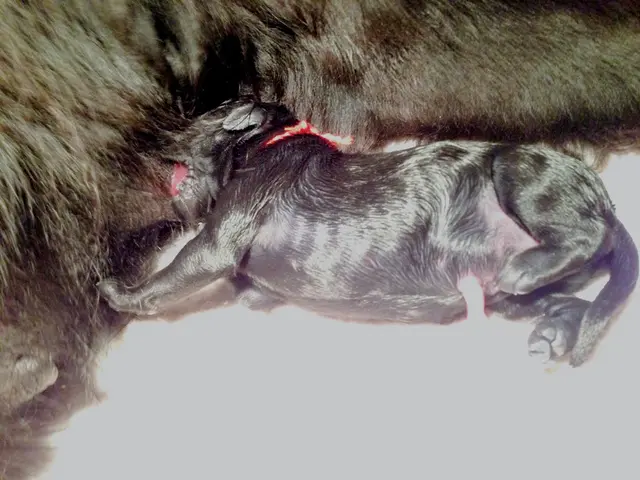 Canine blend, Brewster – a crossbreed between an Akita and a Pitbull – flashes a joyous grin for...