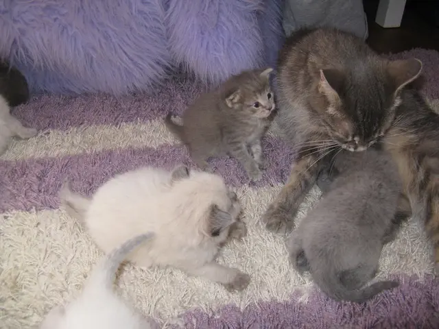 Feline Pain Evaluation Guide: Determining Feline Pain Levels