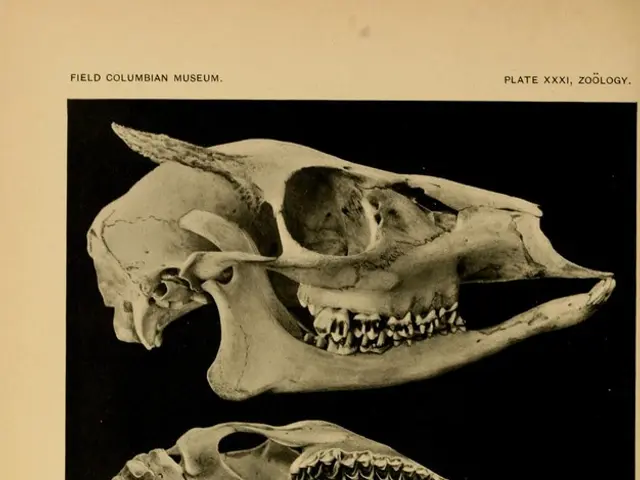 Suspect admits to killing Sara Campanella in Argentina, reveals details about their suicide plans.