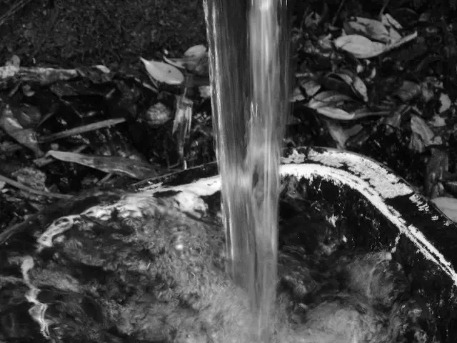 Assessing Soil Moisture: A Brief Resource for Thriving Vegetation