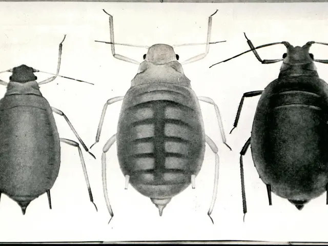 Kenichi Pacific granted permission to resume operations